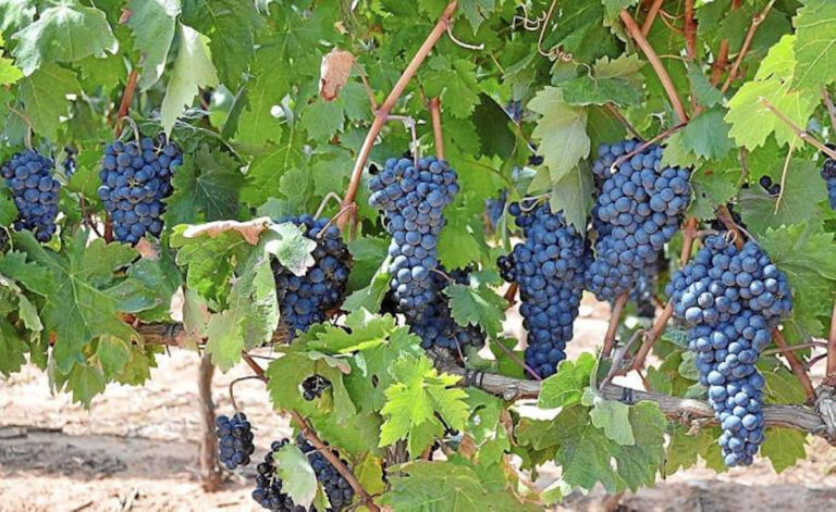 Grupo Rioja