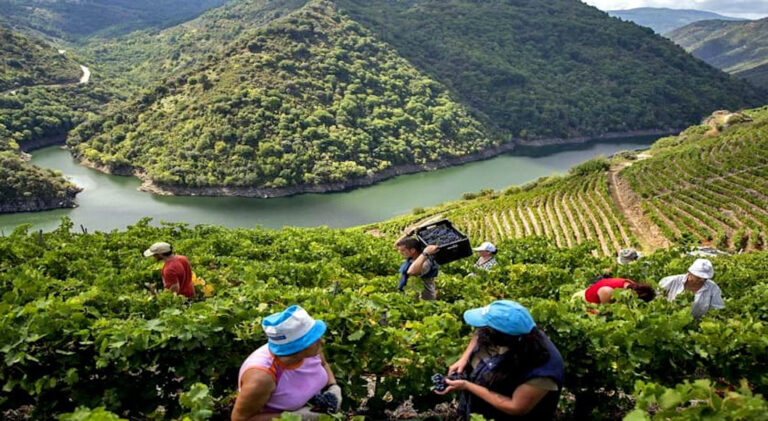 Vendimia en Galicia