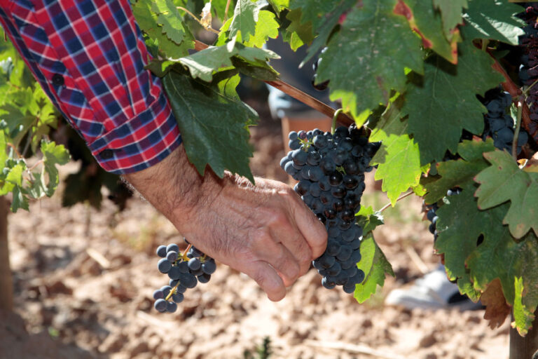 Vendimia en La Rioja