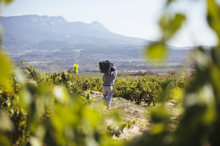 Vendimia en Rioja