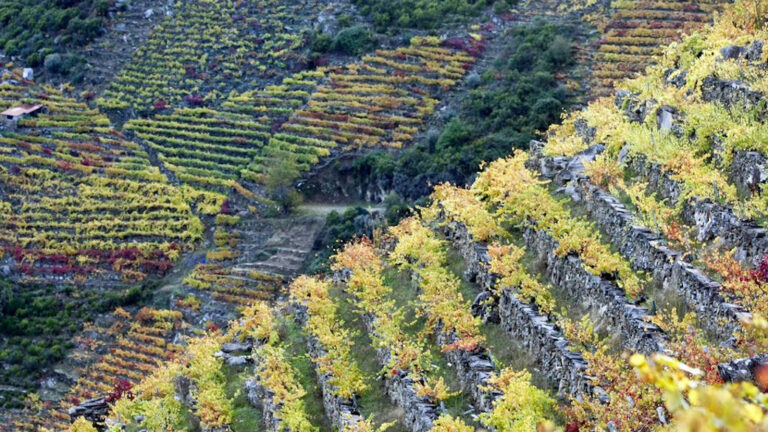 Viñedo Ribeira Sacra