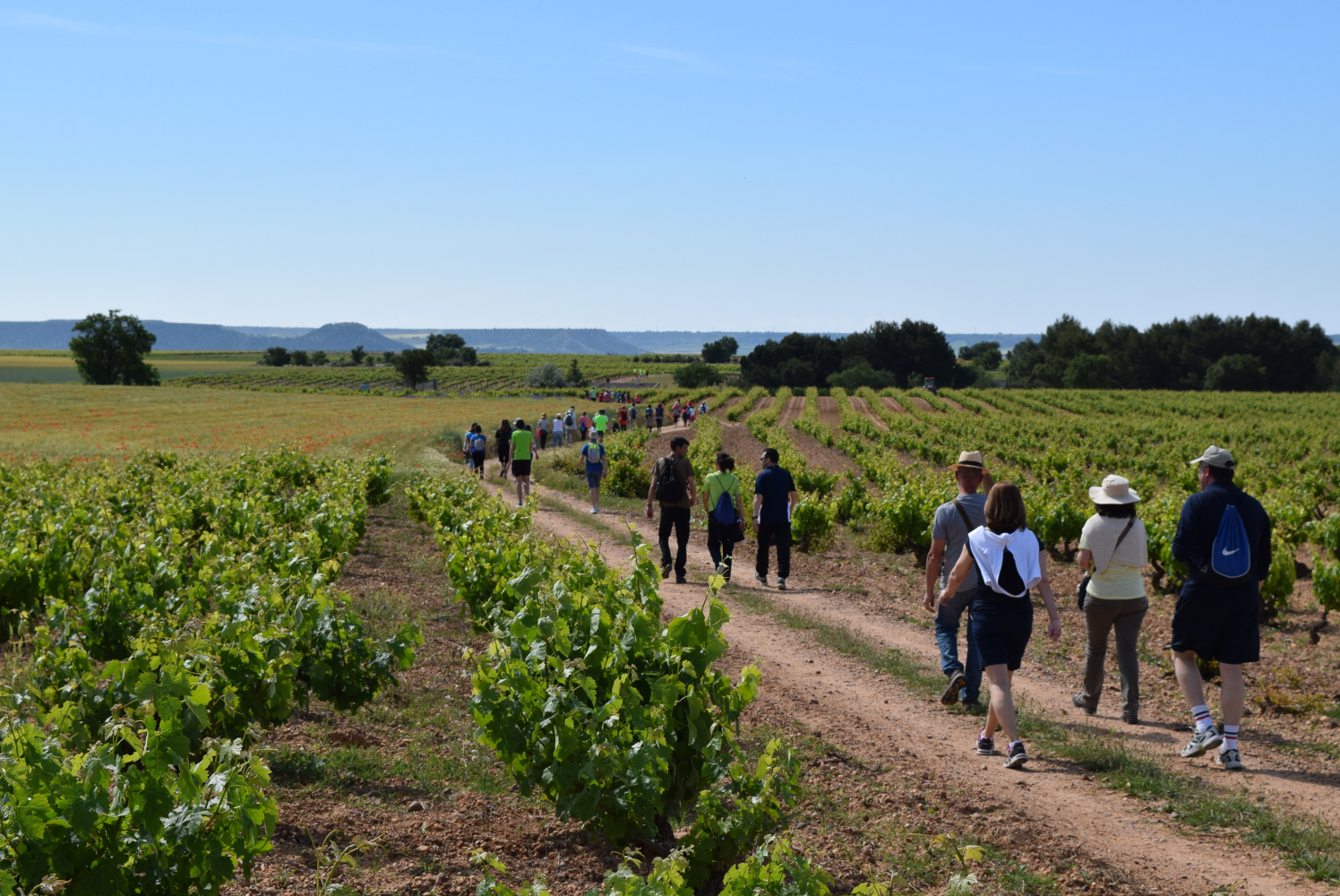 Concurso Fotografía Ruta del Vino Cigales