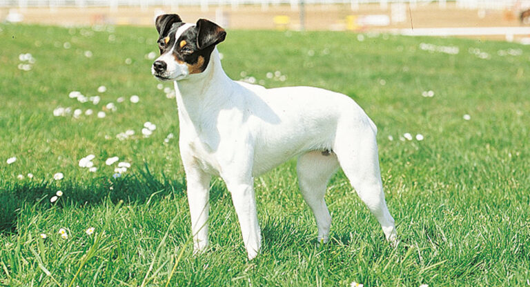 Perro Ratonero Bodeguero