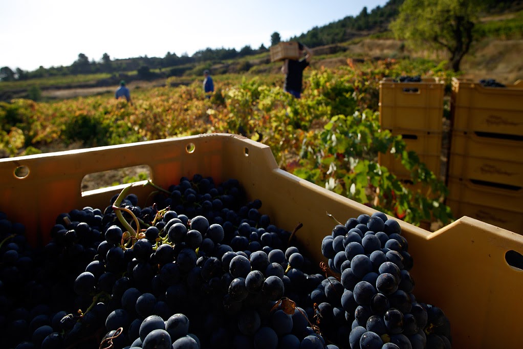 Vendimia en la DO la RiojaBodegas Miguel MerinoBriones, la Rioja