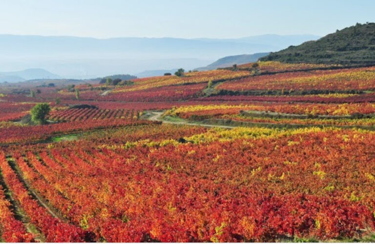 Ruta del Vino Rioja Alavesa
