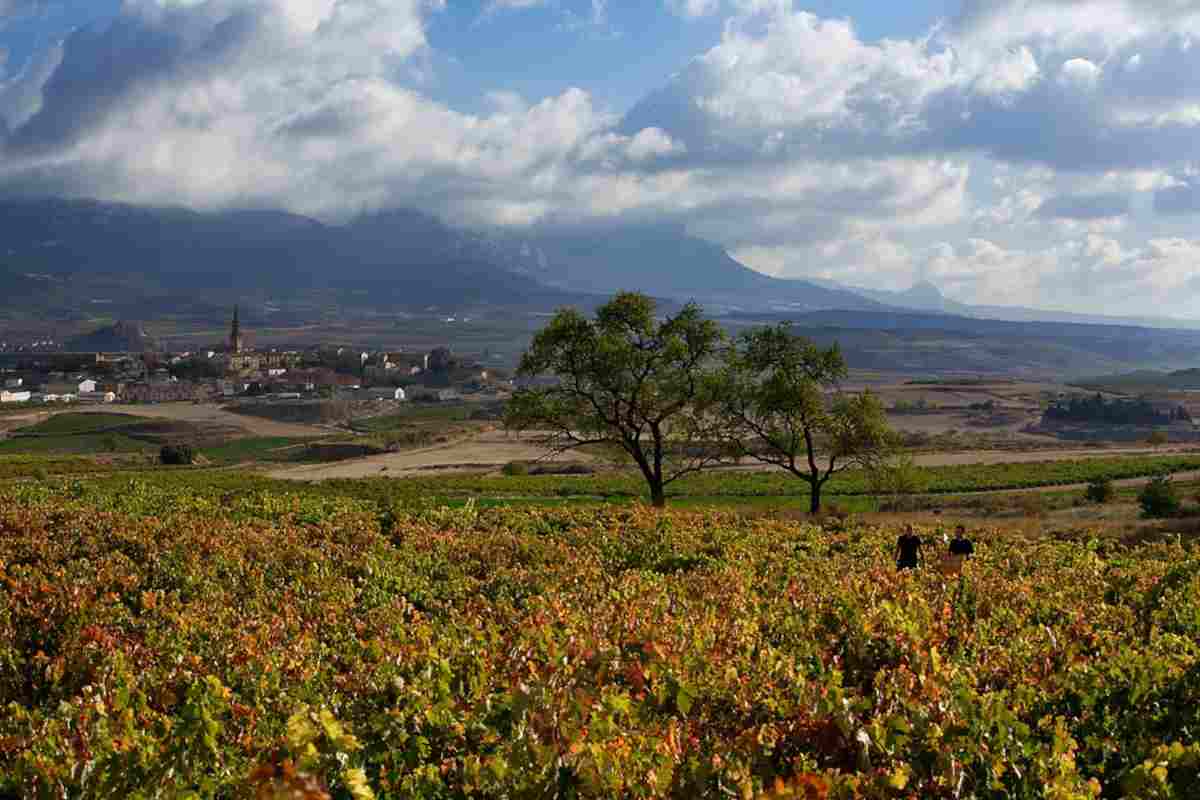 Vendimia en la DO la Rioja. Al fondo Briones