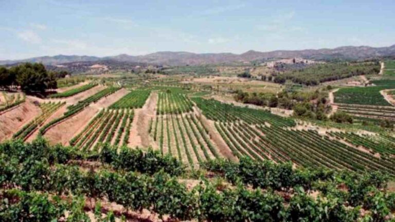 Bodega Garbó G.F. pertenece a la Denominación de Origen Montsant