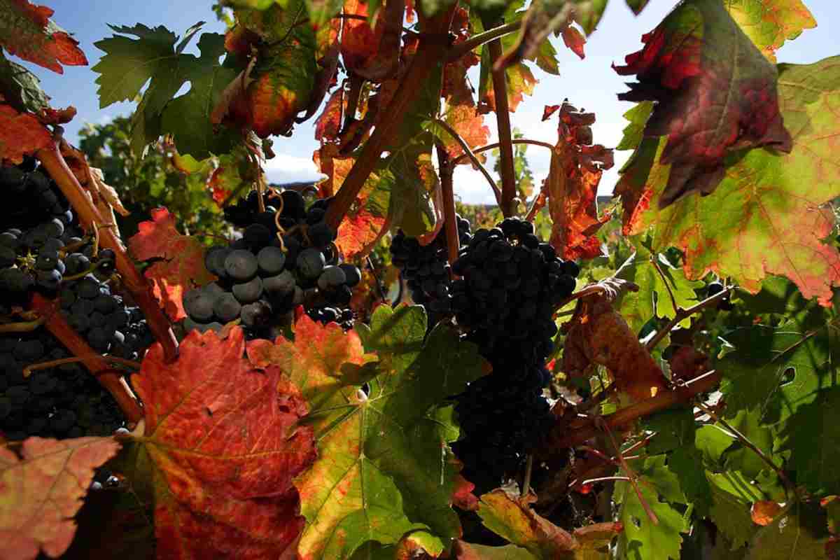 La FEV quiere que las comunidades incluyan a las bodegas
