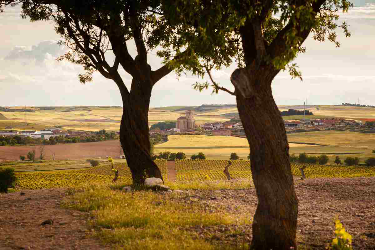 Ruta del Vino Cigales