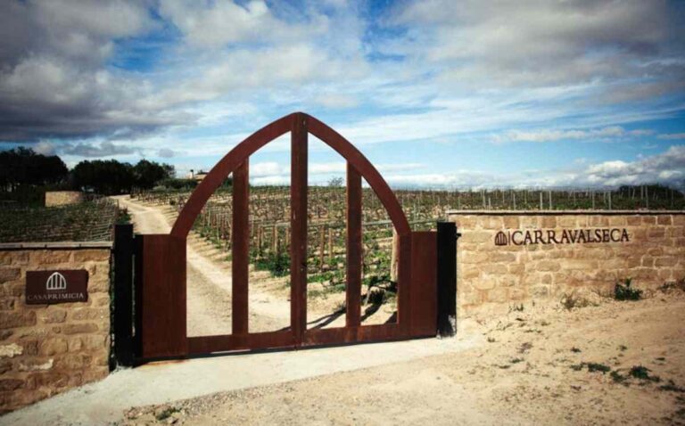 Viñedo Carravalselca (Web)