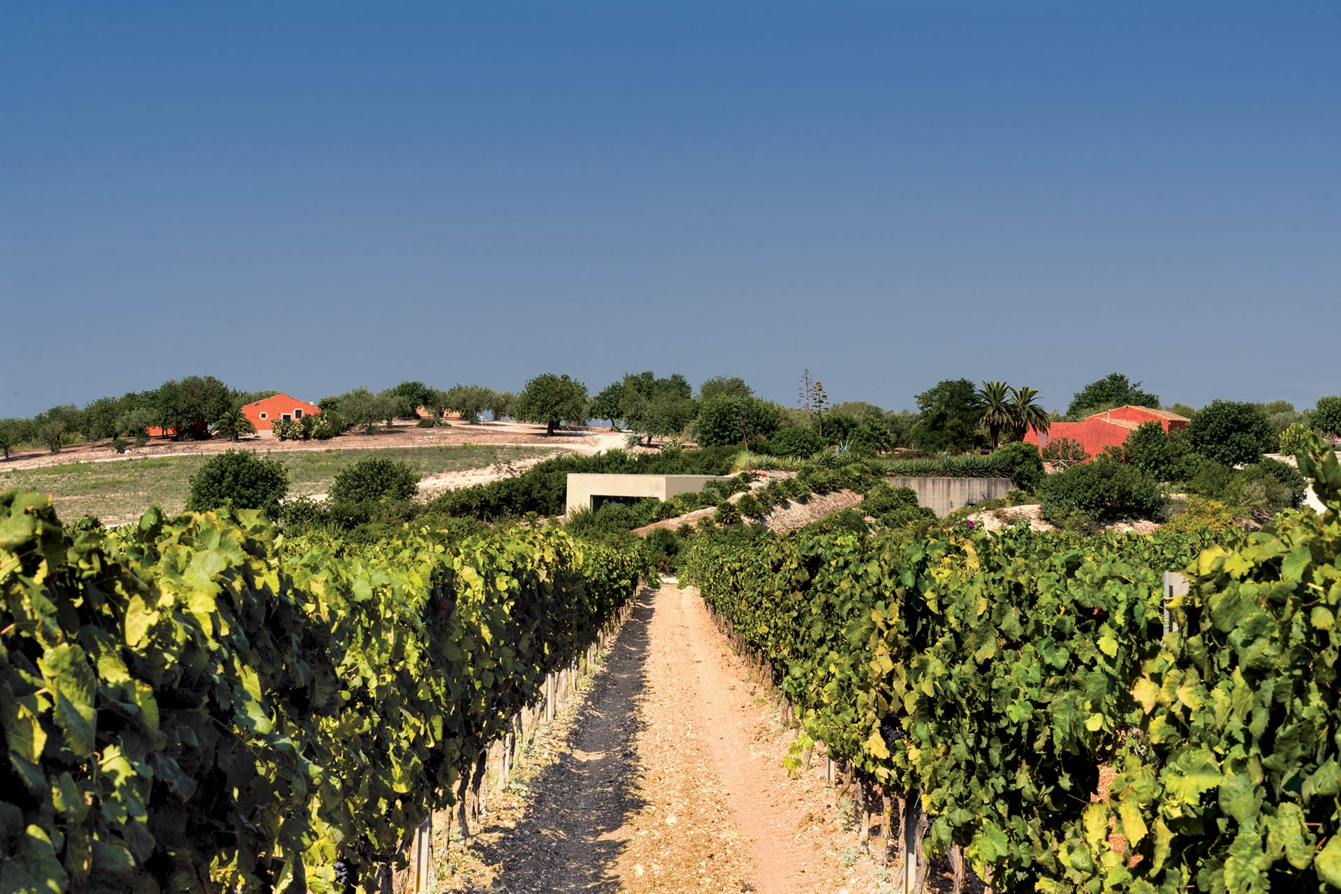 Viñedos de Bodegas Planeta