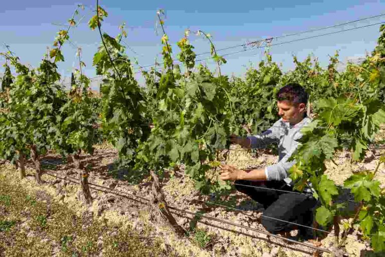 Murua y su viñedo ecológico