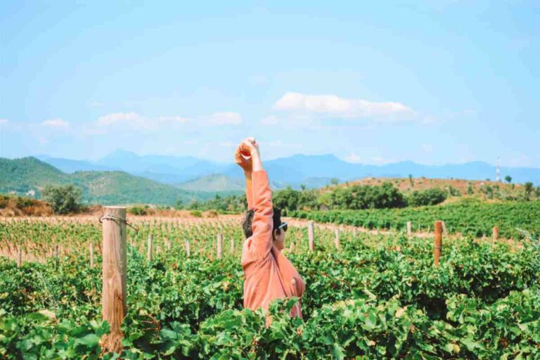 Baluarte, una bodega diferente (Web)