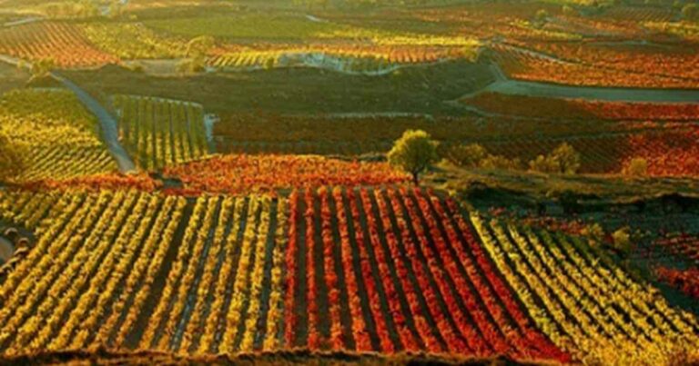 Se aprueban las normas para la vendimia 2021 en La Rioja