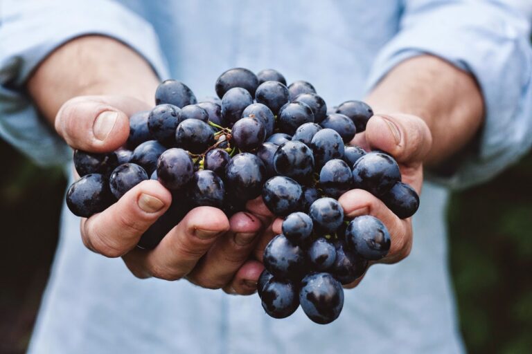 vendimia-uva-vino-agricultura-ofrecer-dar-calidad