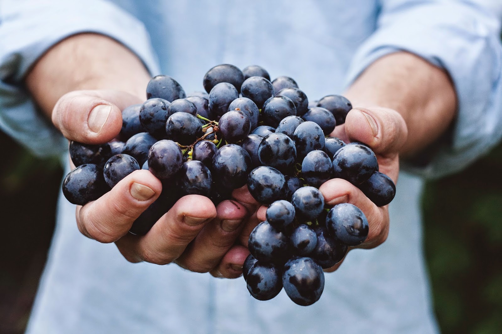 vendimia-uva-vino-agricultura-ofrecer-dar-calidad