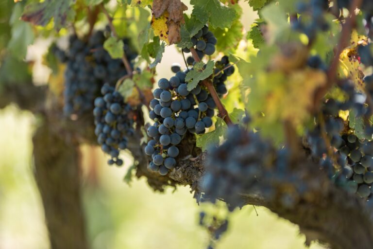 CabernetSauvignon_MasLaPlana