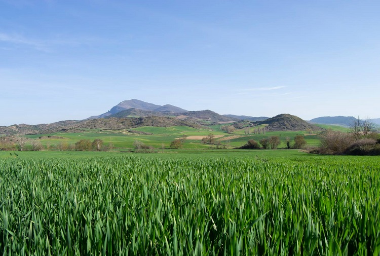 NAVARRA CAMPO