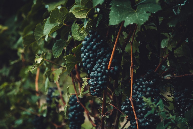 UVAS WORD