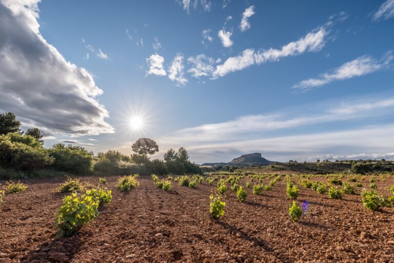 DOP JUMILLA atardecer HERMANA HELLIN LAS PUNTILLAS