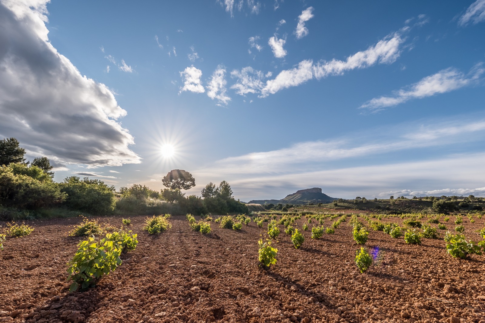 DOP JUMILLA atardecer HERMANA HELLIN LAS PUNTILLAS