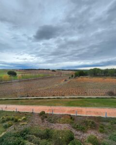 Bodegas Áster