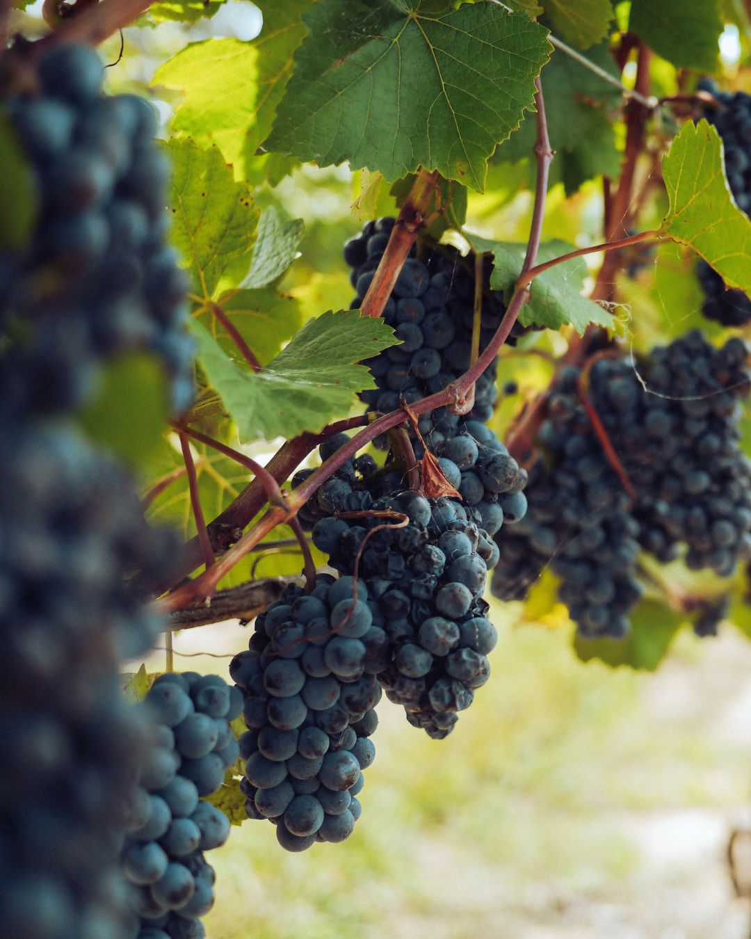 uvas en racimo