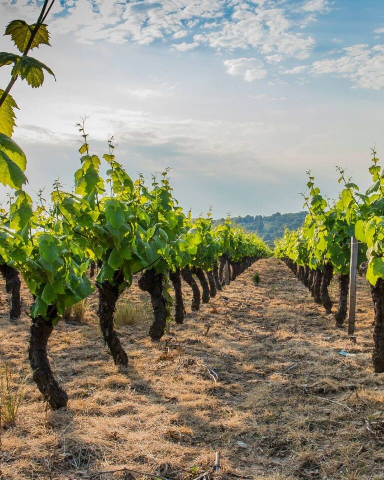 Jornada de plantación de frutales en el viñedo