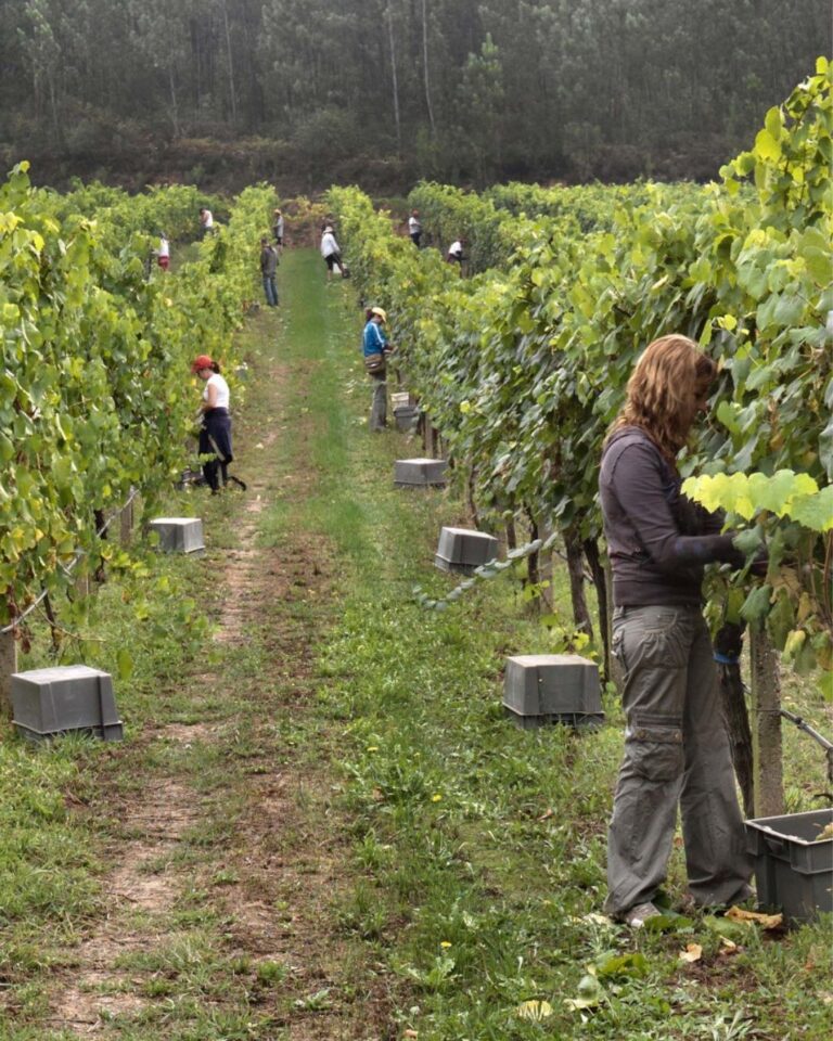 Mujeres en la D.O. Rías Baixas