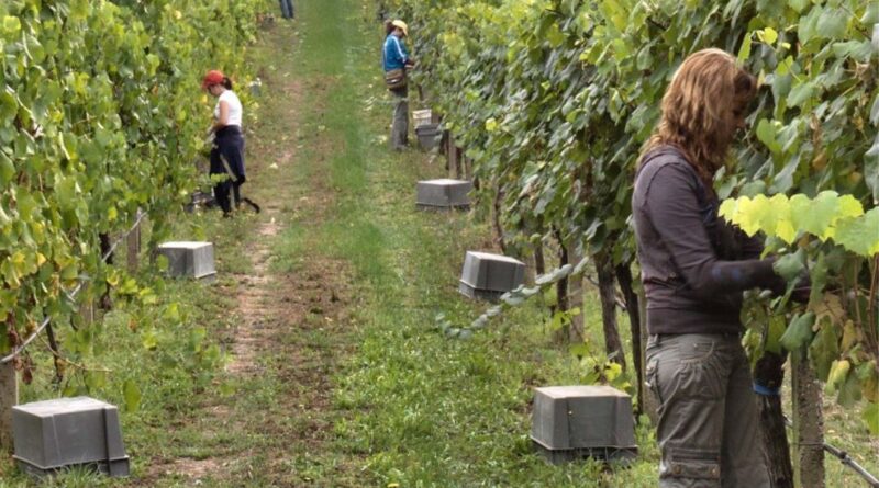 Mujeres en la D.O. Rías Baixas