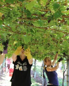 Mujeres en la D.O. Rías Baixas