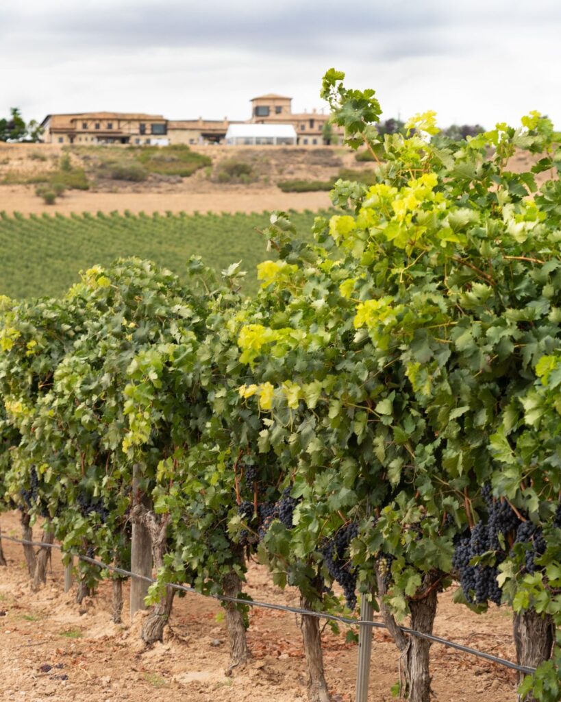 Bodega Viña Arnaiz