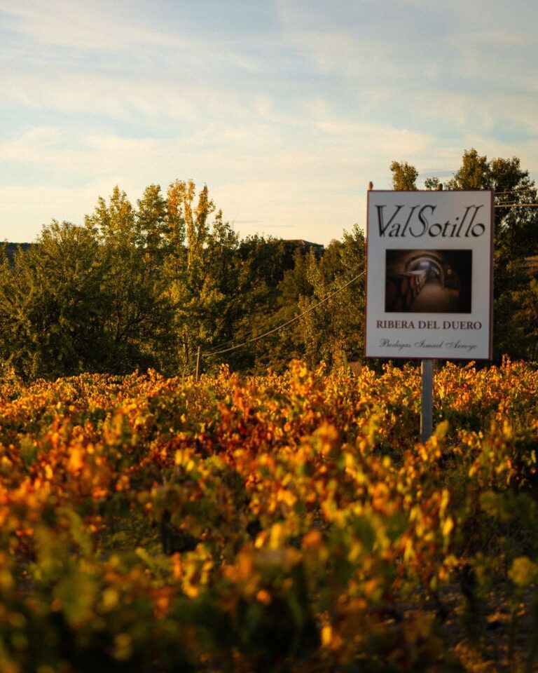 Bodegas Ismael Arroyo – ValSotillo_ Cuatro siglos de tradición que dieron origen a la D.O. Ribera del Duero 02