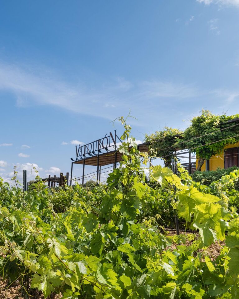 Bodegas Valdubón_ vino con alma ribereña y experiencias para todos los sentidos 01