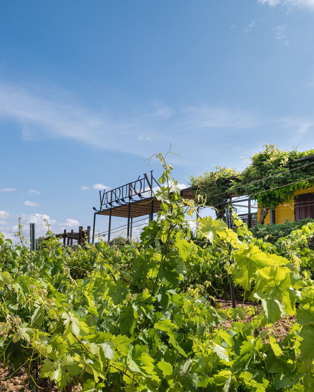 Bodegas Valdubón_ vino con alma ribereña y experiencias para todos los sentidos 01