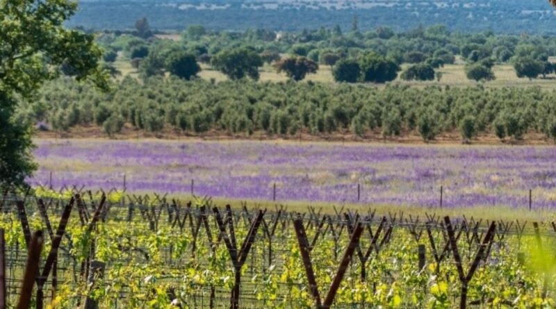 vinos de dehesa