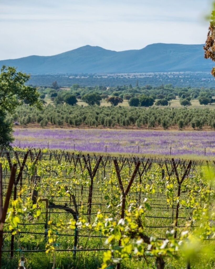 vinos de dehesa