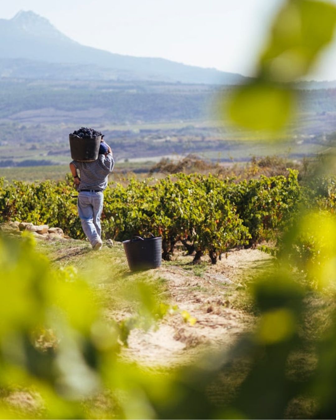 cosecha 2024 Rioja