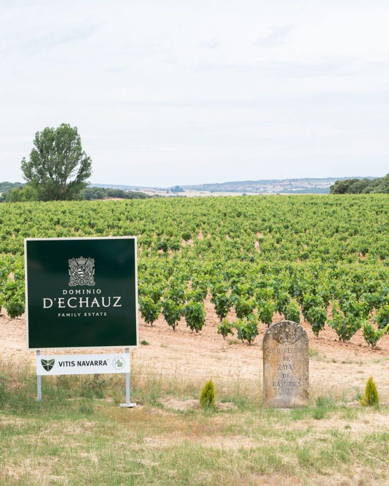 diversidad genética de la vid en Ribera del Duero