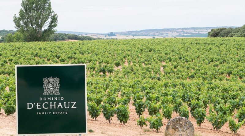 diversidad genética de la vid en Ribera del Duero