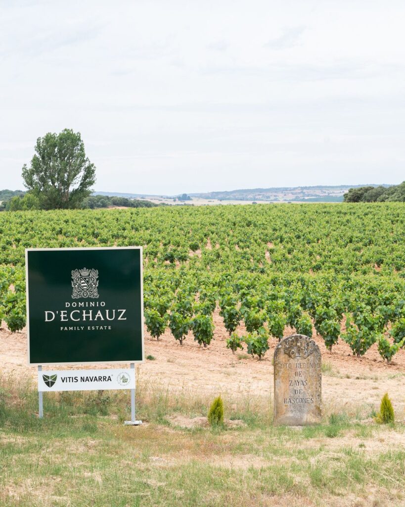 diversidad genética de la vid en Ribera del Duero