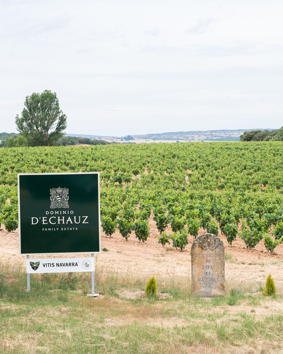diversidad genética de la vid en Ribera del Duero