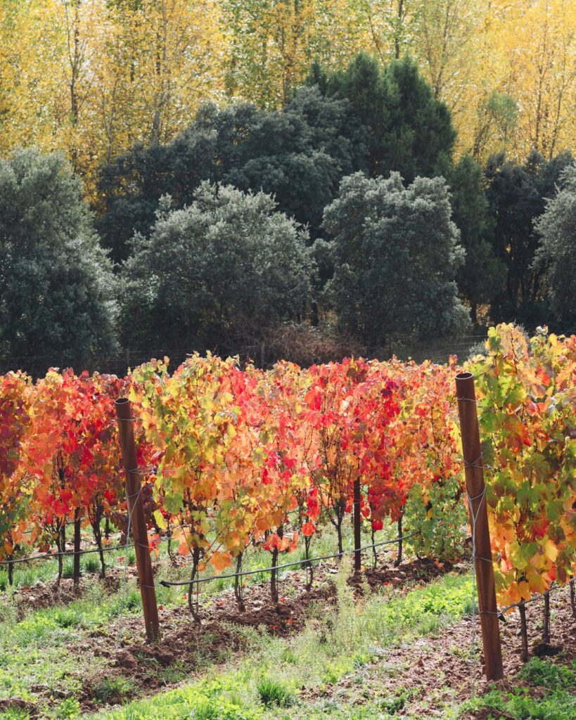 diversidad genética de la vid en Ribera del Duero
