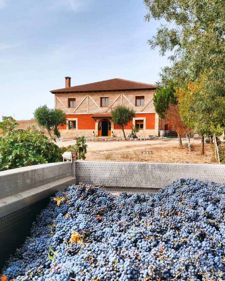 Bodegas y Viñedos Frutos de Aragón_ la esencia familiar de la Ribera del Duero Burgalesa 01