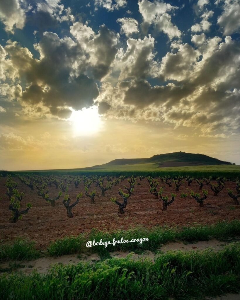 Bodegas y Viñedos Frutos de Aragón