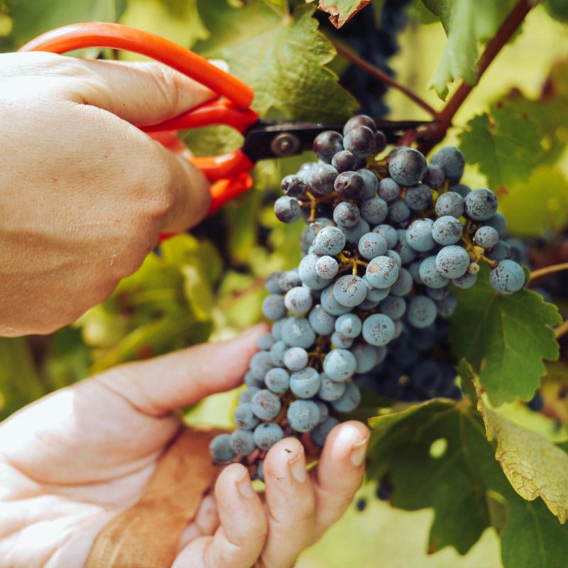 ribera del Duero
