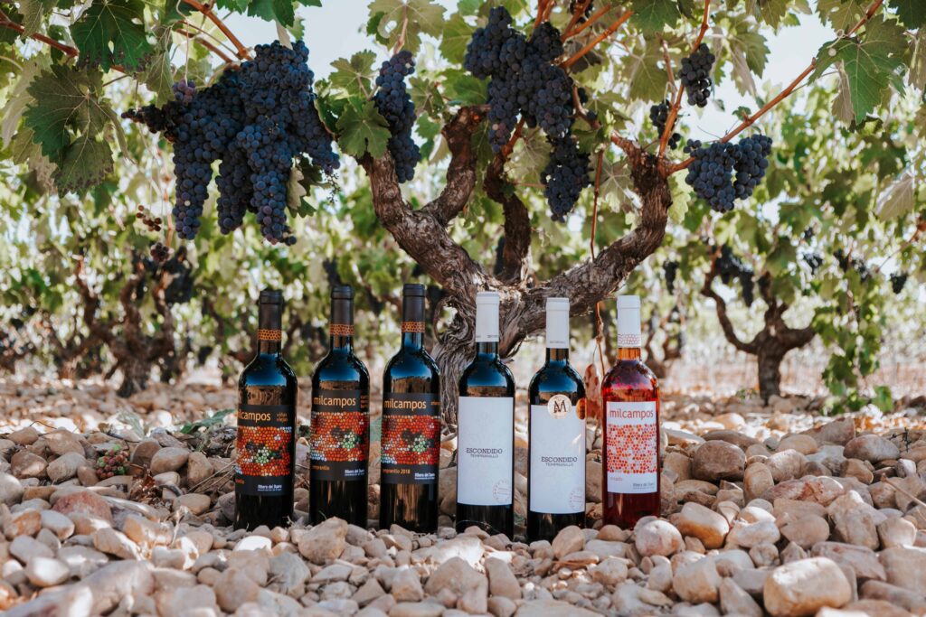 Bodega La Milagrosa: Tradición, Innovación y Pasión en la Ribera del Duero burgalesa