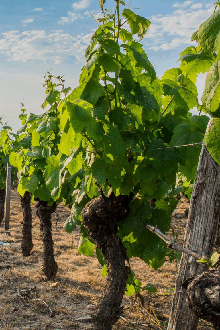 Jóvenes talentos del vino se reúnen en Rioja Alavesa para impulsar el futuro del sector