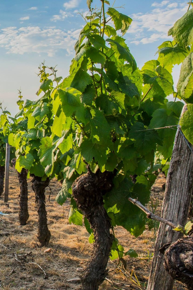 Jóvenes talentos del vino se reúnen en Rioja Alavesa para impulsar el futuro del sector