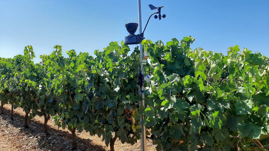 DATADOC: Rioja lidera la viticultura inteligente frente al cambio climático con un modelo predictivo pionero